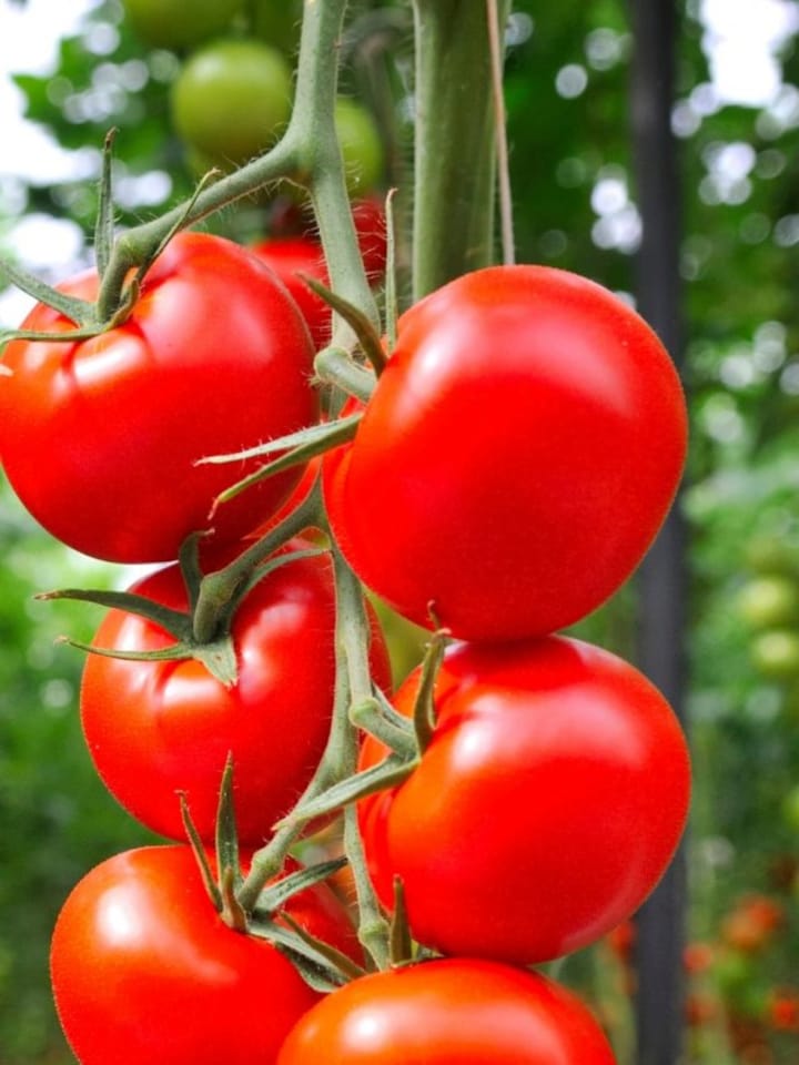10 reasons why you should eat more tomatoes
