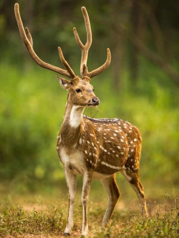 Deer Watching in India: 10 national parks you must visit