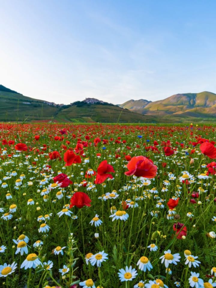 Floral Paradise: 10 Indian flower valleys that are pure paradise
