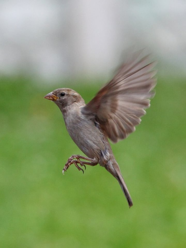 World Sparrow Day: 10 curious facts to amaze every bird lover