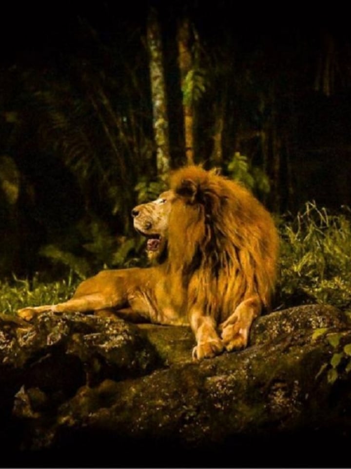 Adventure after Sunset: 10 best night safaris in India