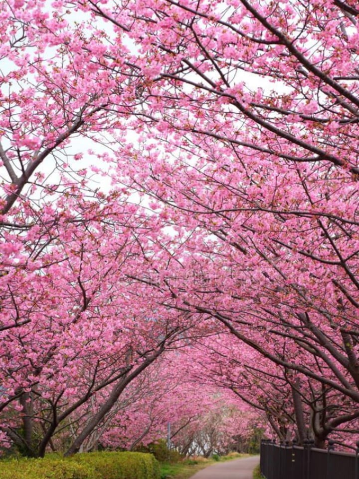 Pink Paradise: 10 Indian cities that bloom with cherry blossoms