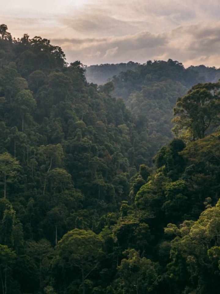 International Forest Day: Countries with the largest forest area