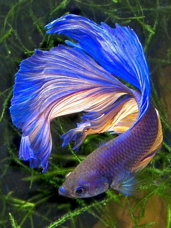 No air? No problem! meet 10 oxygen-independent fish