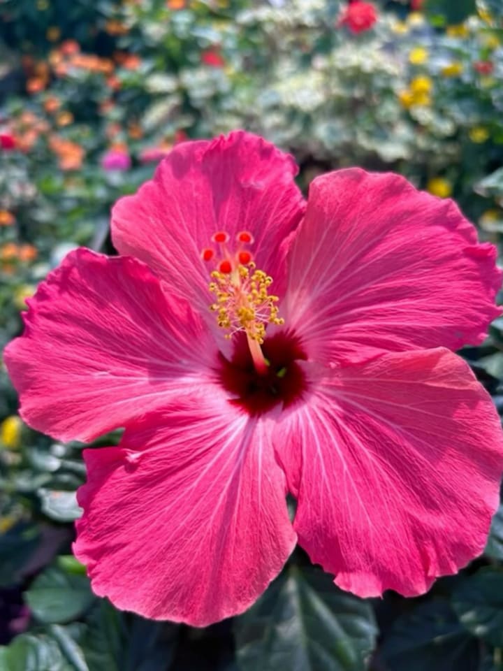 Nature’s Botox? 10 reasons hibiscus is your new skincare must-have