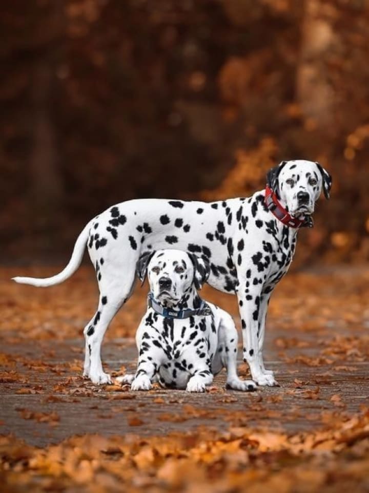 Say Woof! These 10 dogs were made for the spotlight