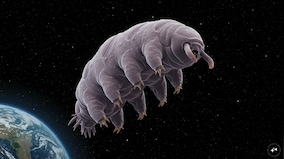 Isro is sending ‘water bears’ to space with Axiom-4: But what makes them so special?