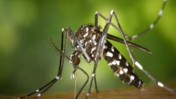 Doctor explains: How cerebral malaria can turn a mosquito bite into a life-threatening emergency Doctor explains: How cerebral malaria can turn a mosquito bite into a life-threatening emergency